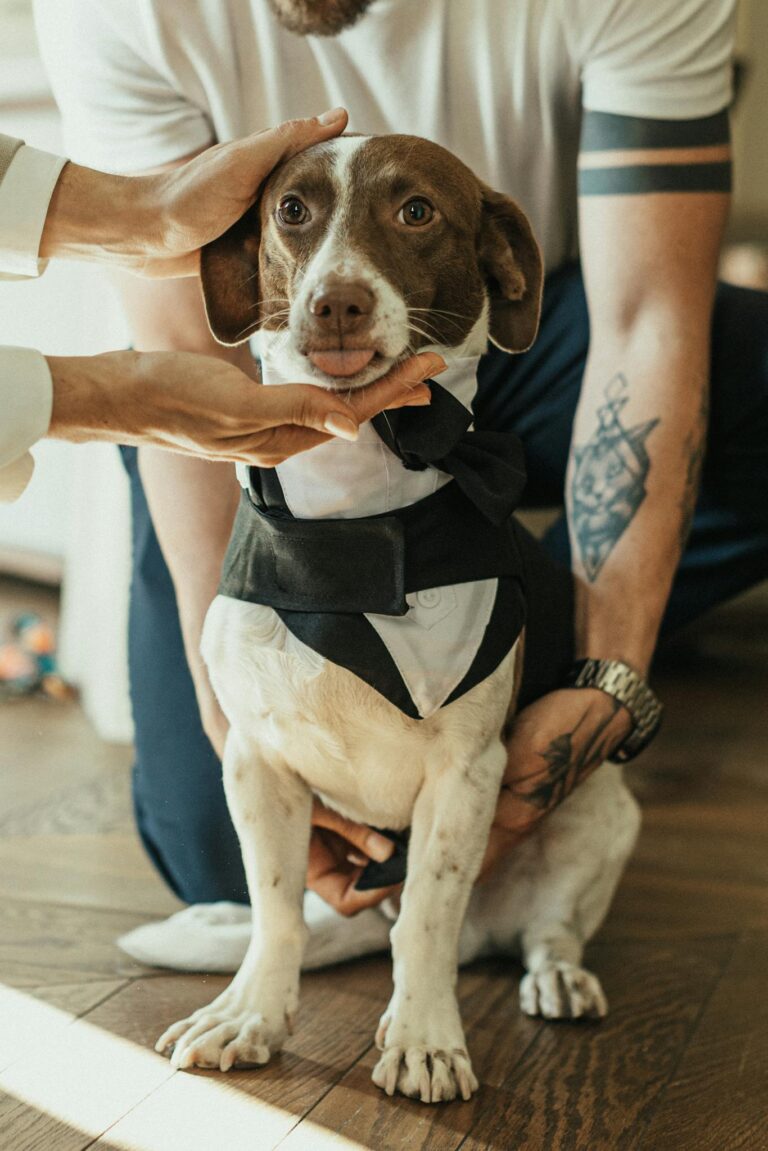 A well-dressed dog in formal attire receiving care from two adults indoors.
